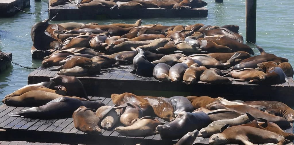 seals