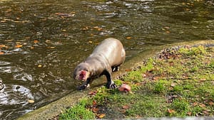 New Forest Wolf Life Park Review