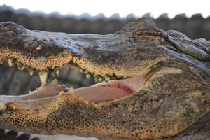 aligator