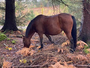 Meeting Ponies in the New Forest Travel Blog