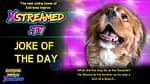 JOKE OF THE DAY: Dog Edition