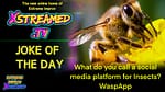 JOKE OF THE DAY: Insect Edition