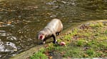 New Forest Wolf Life Park Review